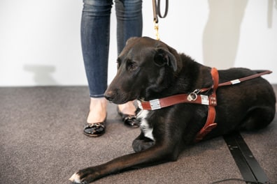 Shiri’s guide dog Jarvis, a black lab with tufts of white fur on his chest and toes, sits patiently in his harness onstage. He is, in fact, a good boy.